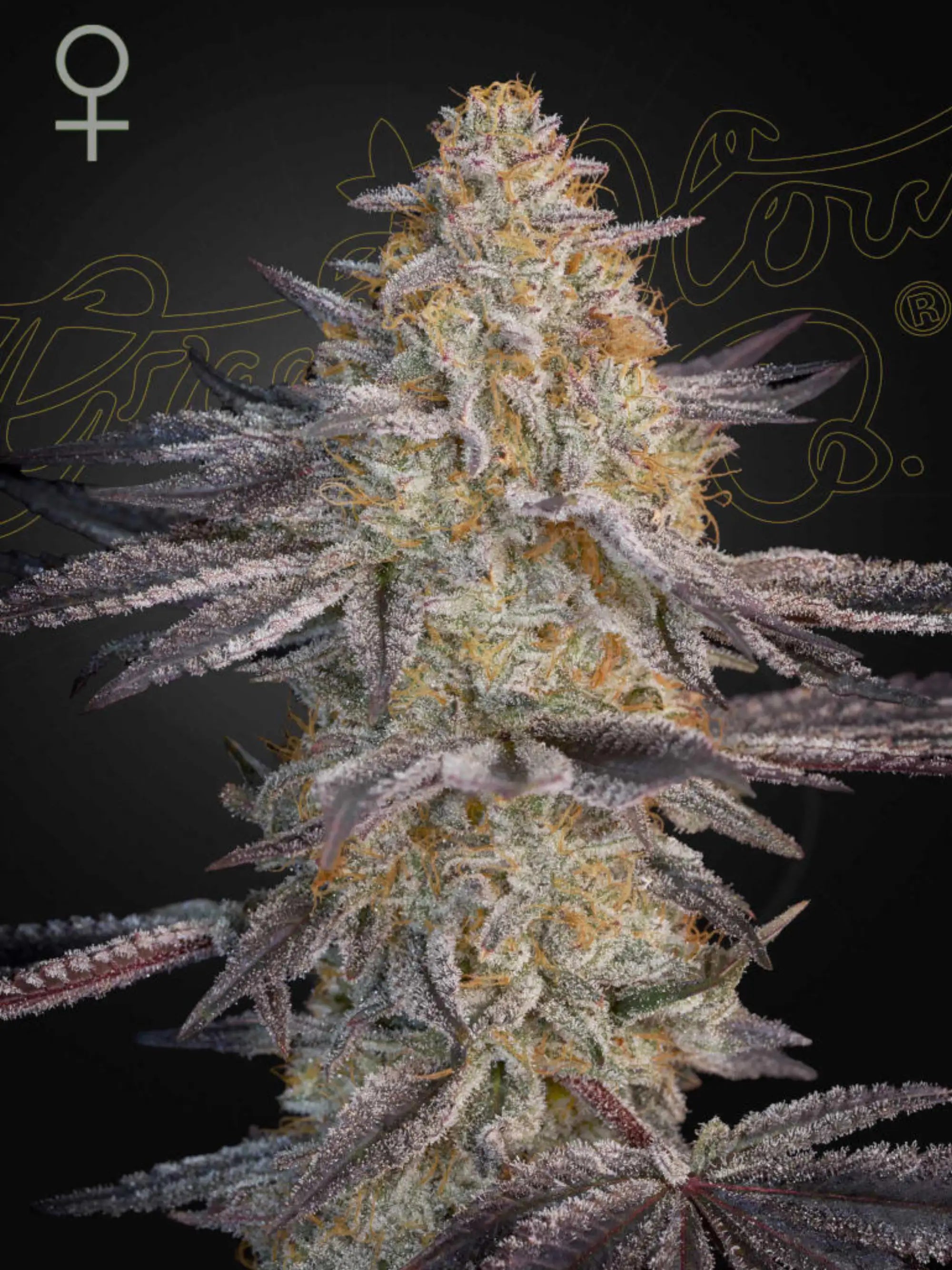 Super Lemon Haze x RS11 Cannabissamen von Green House Seed Co., feminisierte Indica-Sativa-Hybrid mit fruchtigem Zitrusaroma