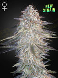 Super Lemon Haze x Pink Candy – feminisierte, sativadominierte Sorte mit 28 % THC, fruchtig-süßem Aroma und hoher Indoor-/Outdoor-Ertrag