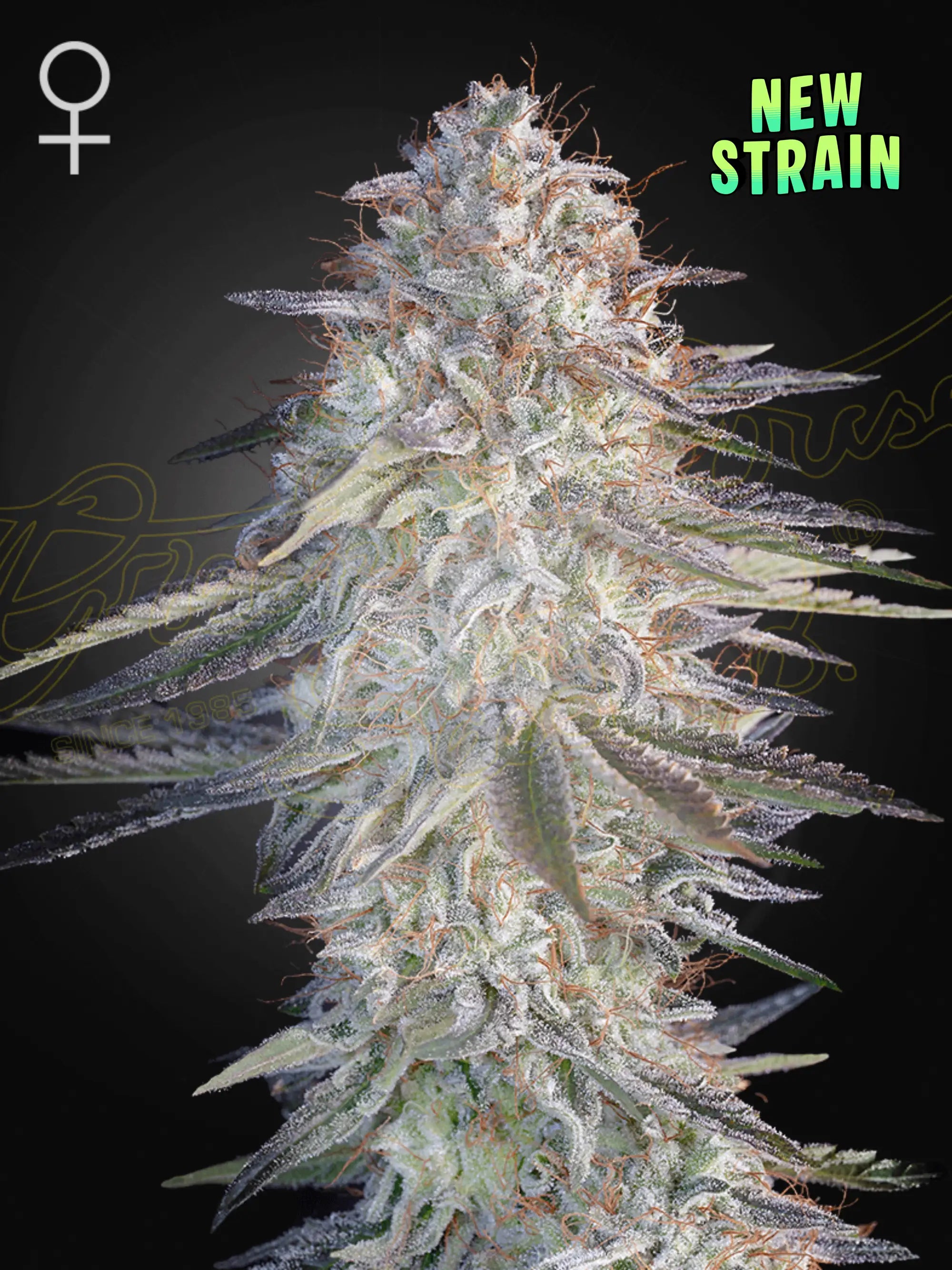 Super Lemon Haze x Pink Candy – feminisierte, sativadominierte Sorte mit 28 % THC, fruchtig-süßem Aroma und hoher Indoor-/Outdoor-Ertrag