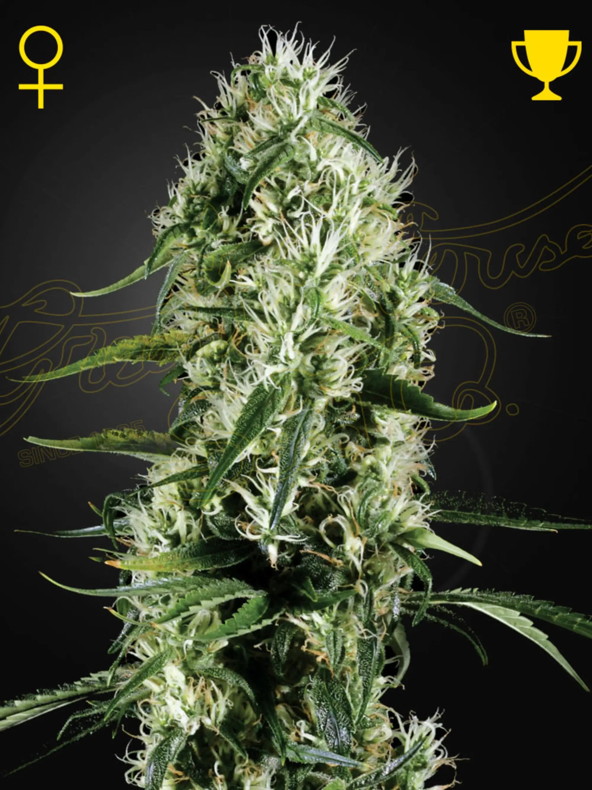 Super Silver Haze Cannabissamen von Green House Seed Co., sativa-dominierte Sorte aus Skunk, Northern Lights und Haze