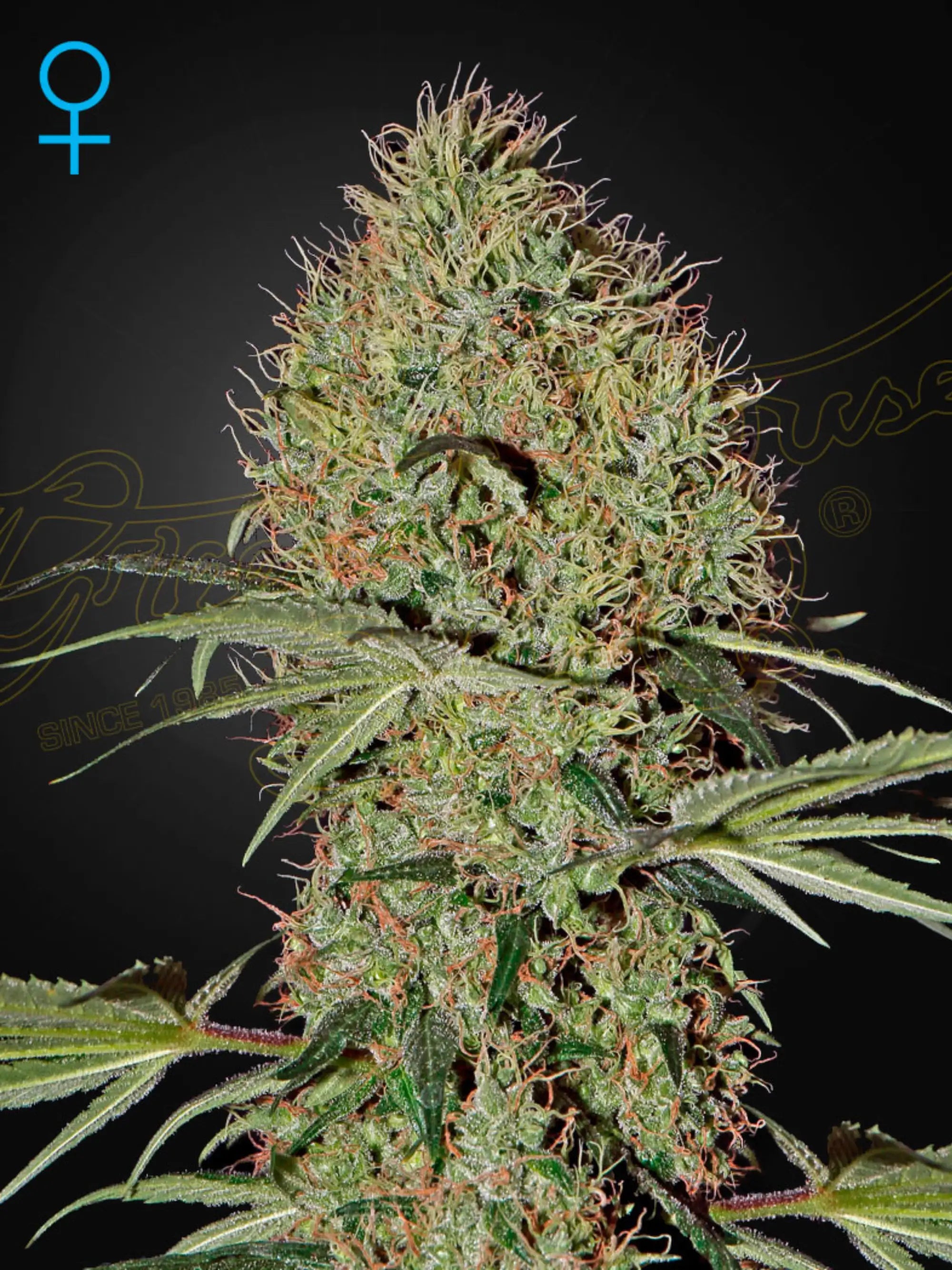 Super Bud Auto Cannabis Samen von Green House Seed Co. – kompakte, pflegeleichte Autoflower mit süß-skunkigem Aroma, hohem Ertrag und starker Indica-Wirkung