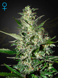 Super Critical Auto Cannabis Samen von Green House Seed Co. – ertragreiche Autoflower mit süß-blumigem Aroma, kompakter Struktur und stark entspannender Indica-Wirkung