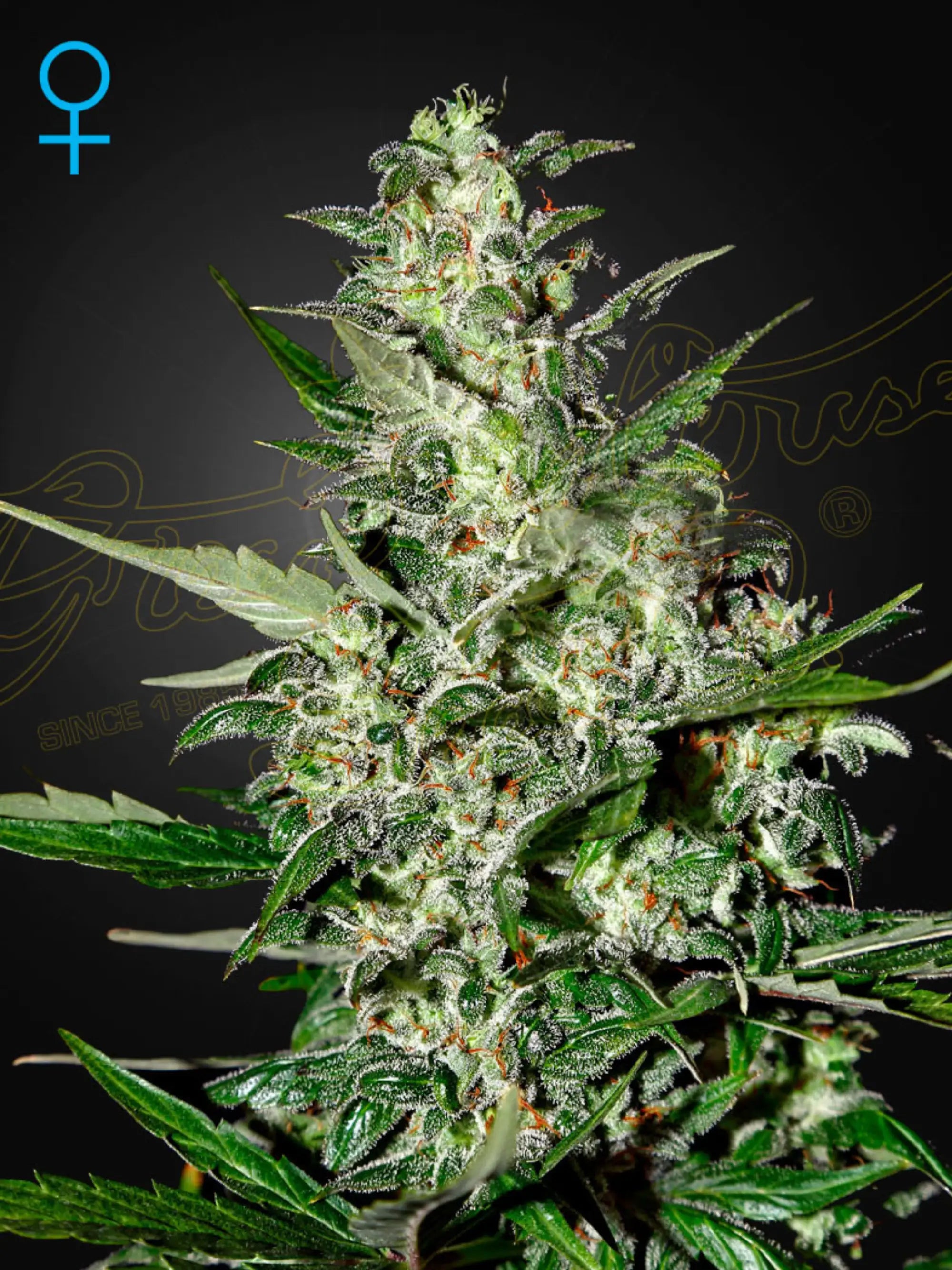 Super Critical Auto Cannabis Samen von Green House Seed Co. – ertragreiche Autoflower mit süß-blumigem Aroma, kompakter Struktur und stark entspannender Indica-Wirkung