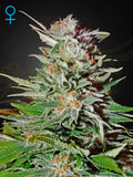 Super Lemon Haze Auto Cannabis Samen von Green House Seed Co. – aromatische Autoflower mit intensivem Zitronenduft, kräftigem Wachstum und aktivierendem High Sativa Dominant 