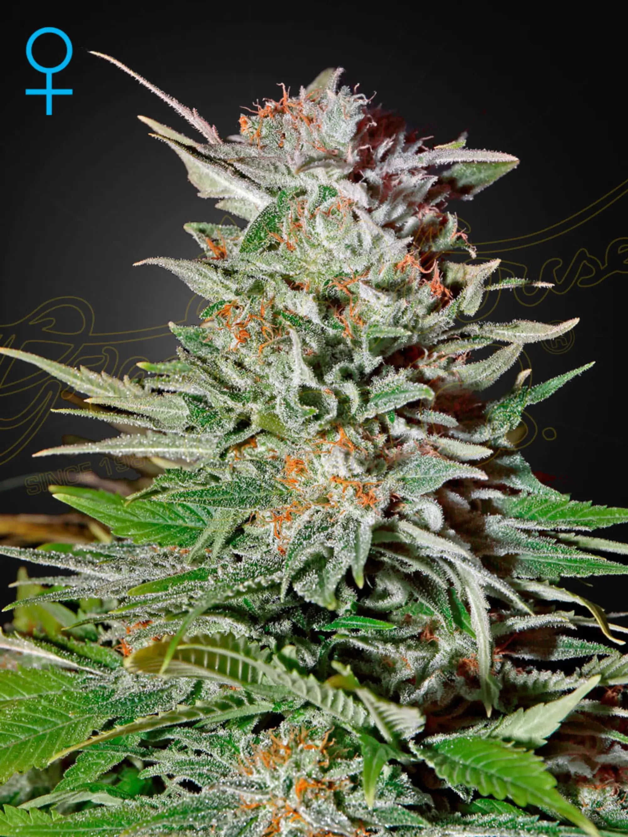 Super Lemon Haze Auto Cannabis Samen von Green House Seed Co. – aromatische Autoflower mit intensivem Zitronenduft, kräftigem Wachstum und aktivierendem High Sativa Dominant 