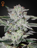 Sweet Valley Kush Cannabissamen von Green House Seed Co. Indica-dominierte Kush-Genetik
