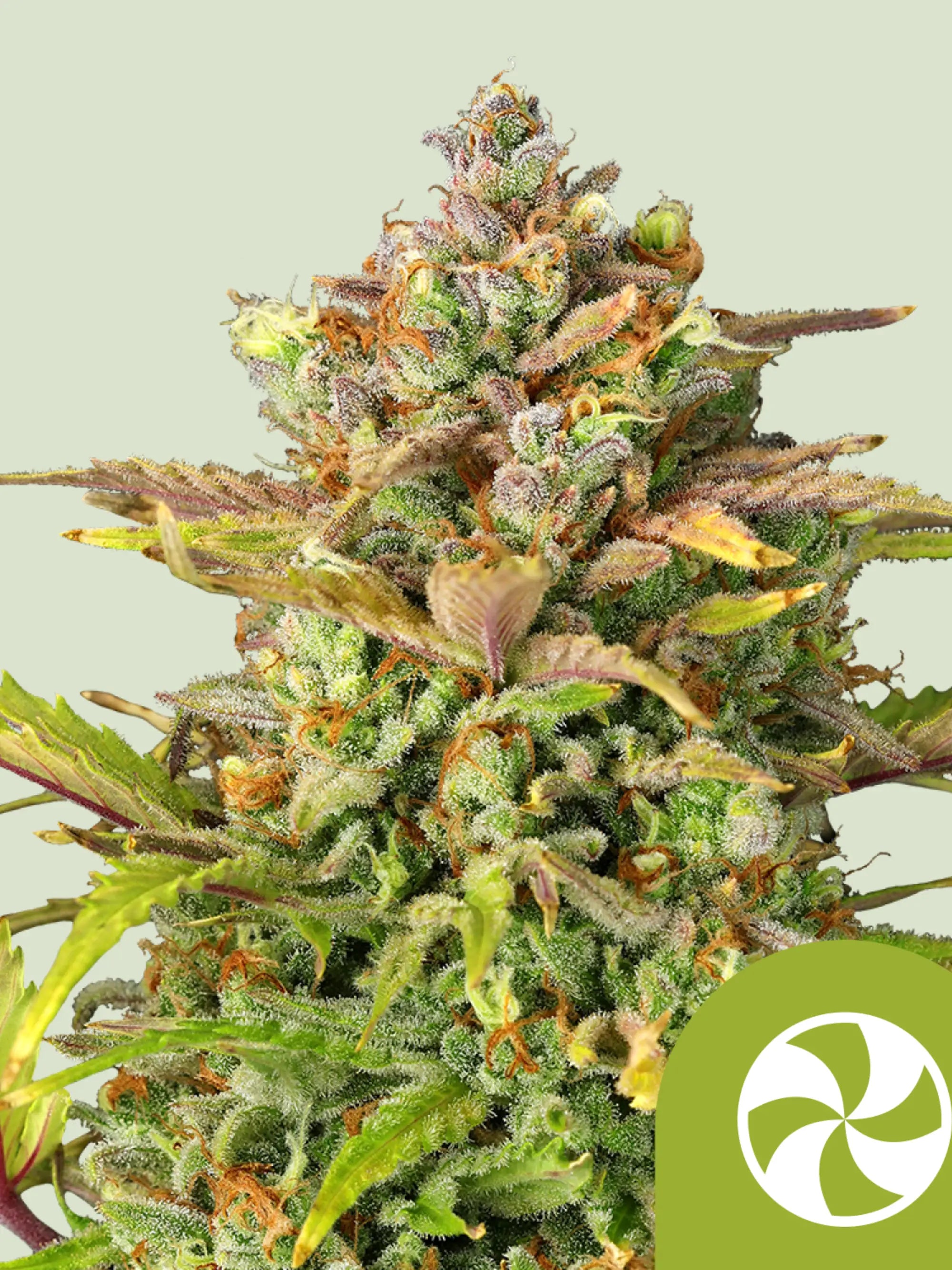 Sweet ZZ Auto Cannabissamen von Royal Queen Seeds, indica-dominierte Autoflower mit The Original Z und Diesel Genetik