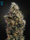 Sweet Mango Auto Cannabis Samen von Green House Seed Co. – fruchtige Autoflower mit intensivem Mangoaroma, kräftigem Wachstum und entspannender Wirkung