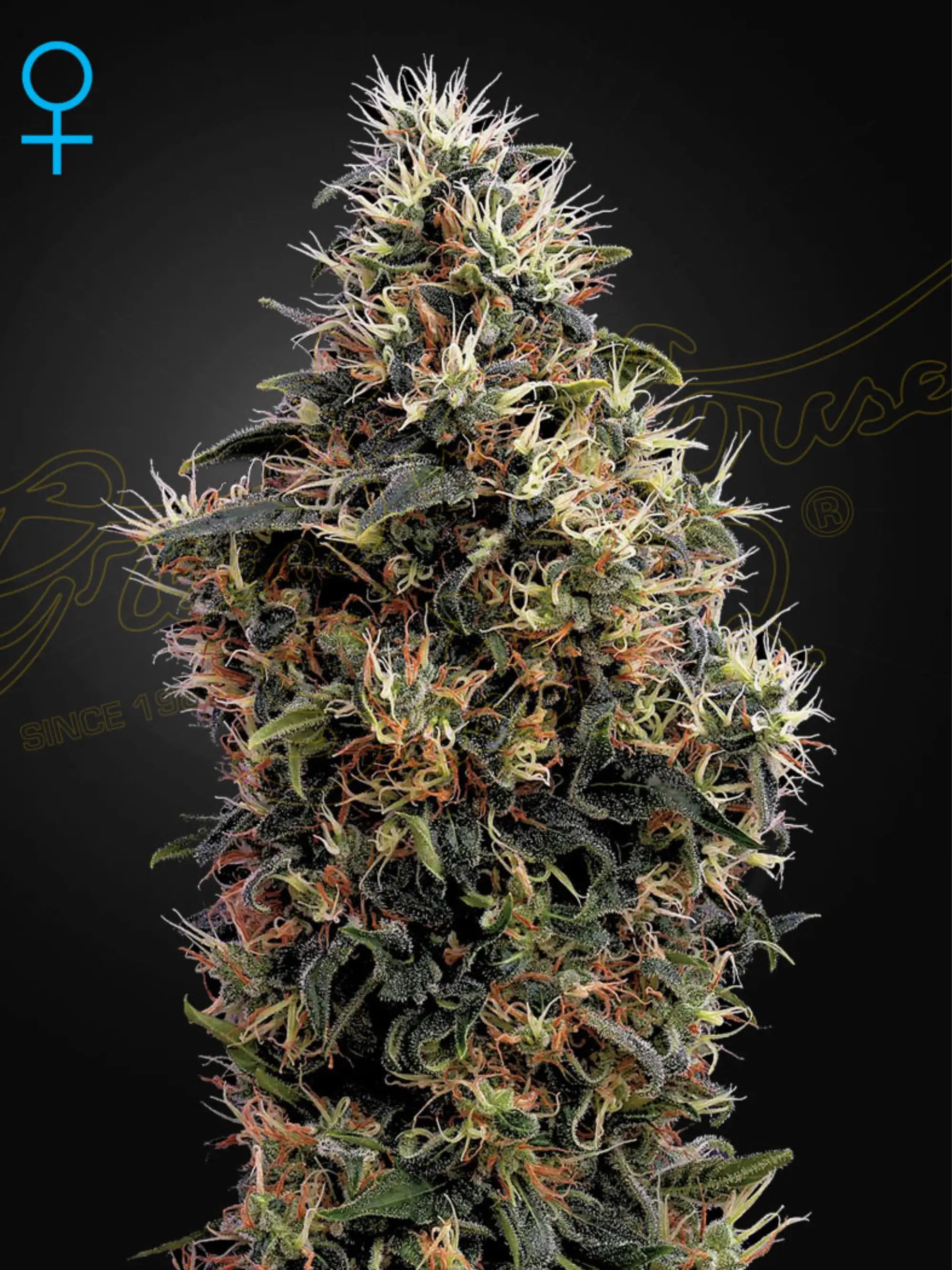 Sweet Mango Auto Cannabis Samen von Green House Seed Co. – fruchtige Autoflower mit intensivem Mangoaroma, kräftigem Wachstum und entspannender Wirkung