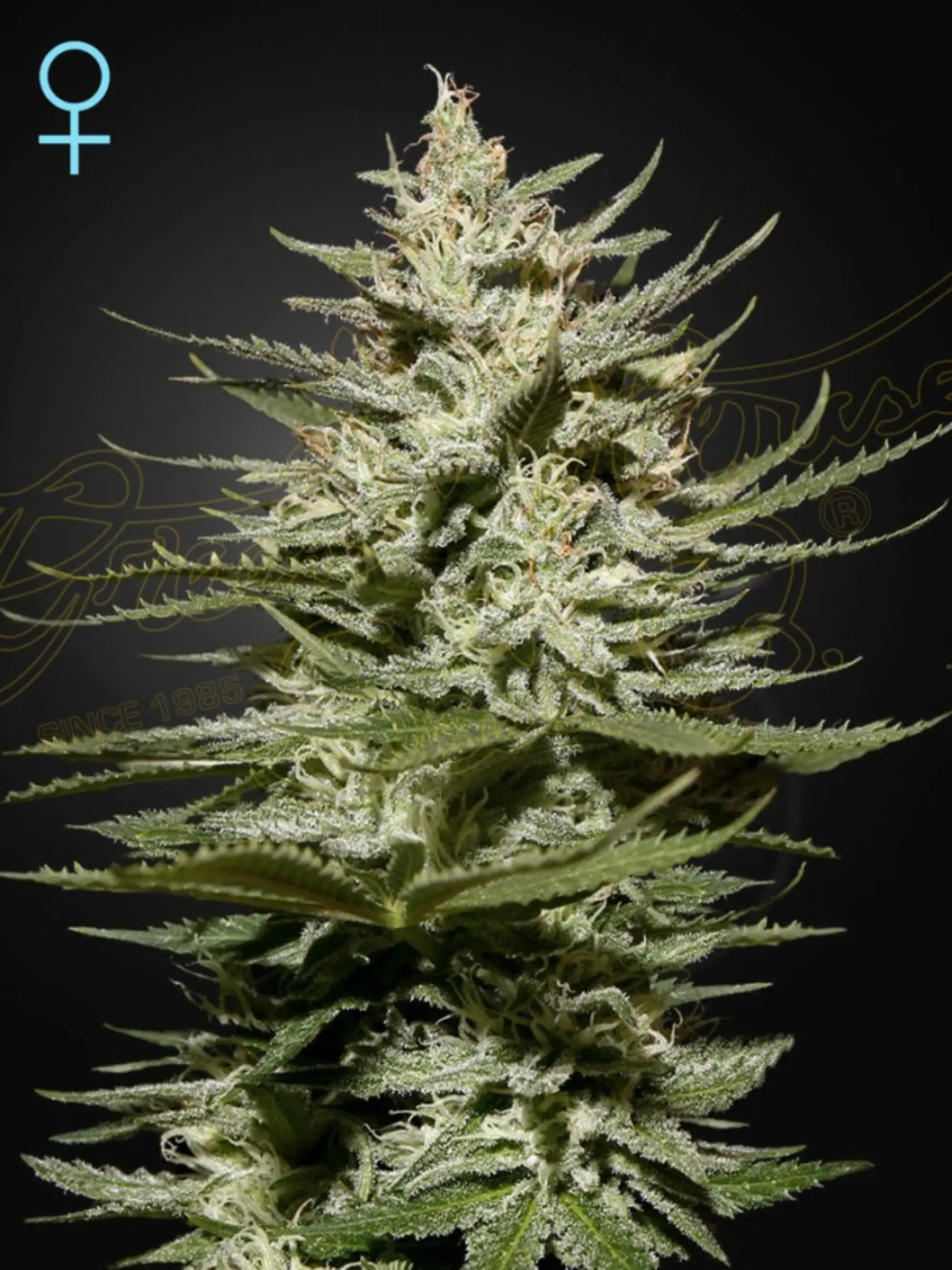 The Church THC/CBD 1:1 Cannabissamen von Green House Seed Co., feminisierte Sorte mit ausgewogener THC- und CBD-Balance, für Sammlung & Souvenirzwecke