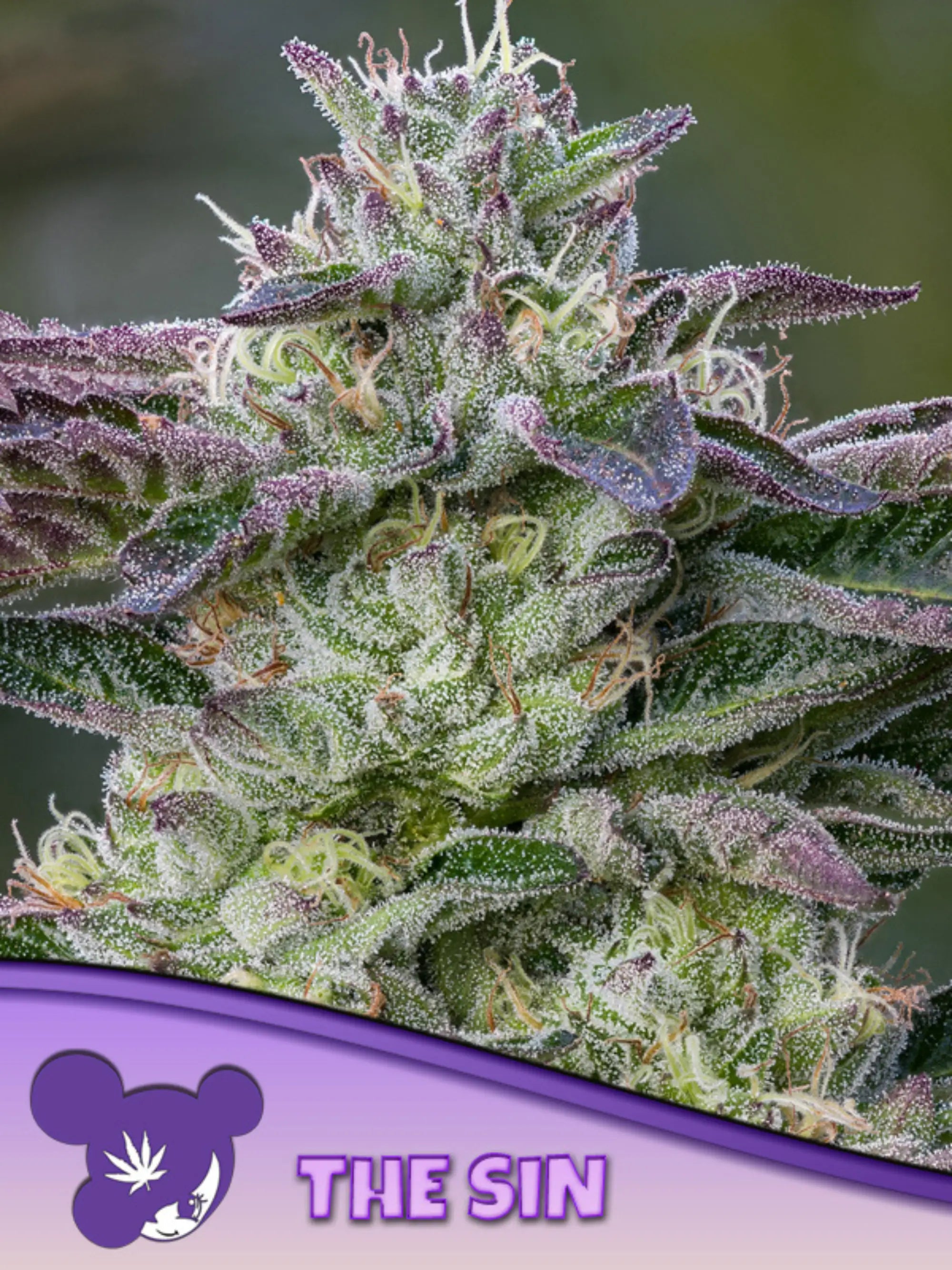 The Sin feminisierte Cannabissamen von Anesia Seeds zur Sammlung genetischer Vielfalt.