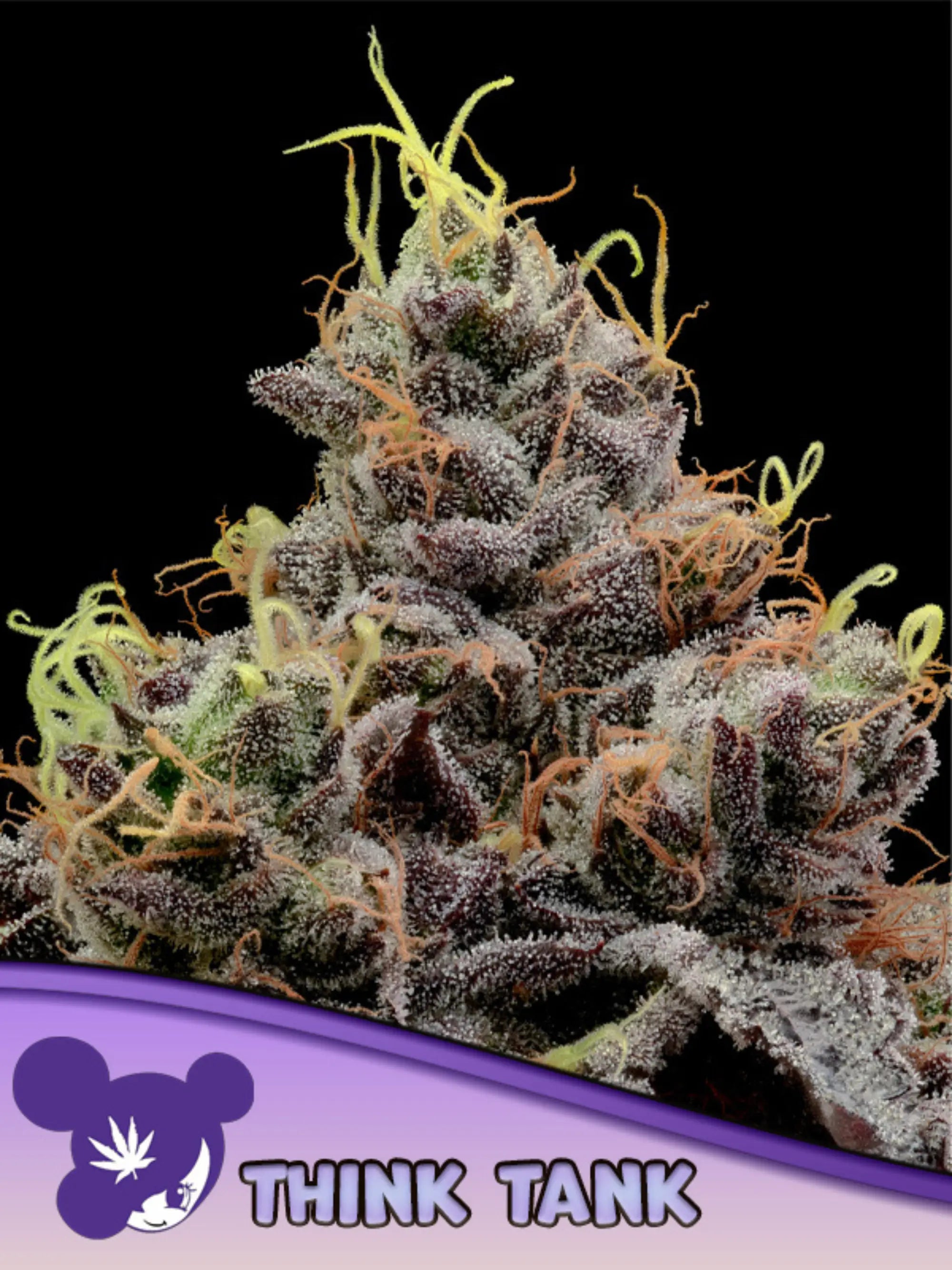 Think Tank feminisierte Cannabissamen von Anesia Seeds zur Sammlung und Erhaltung genetischer Vielfalt
