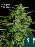 Titan F1 von Royal Queen Seeds – kraftvoller Autoflower F1 Hybrid mit 24 % THC, süß-zitrischem Aroma und kompaktem, harzreichem Wuchs.