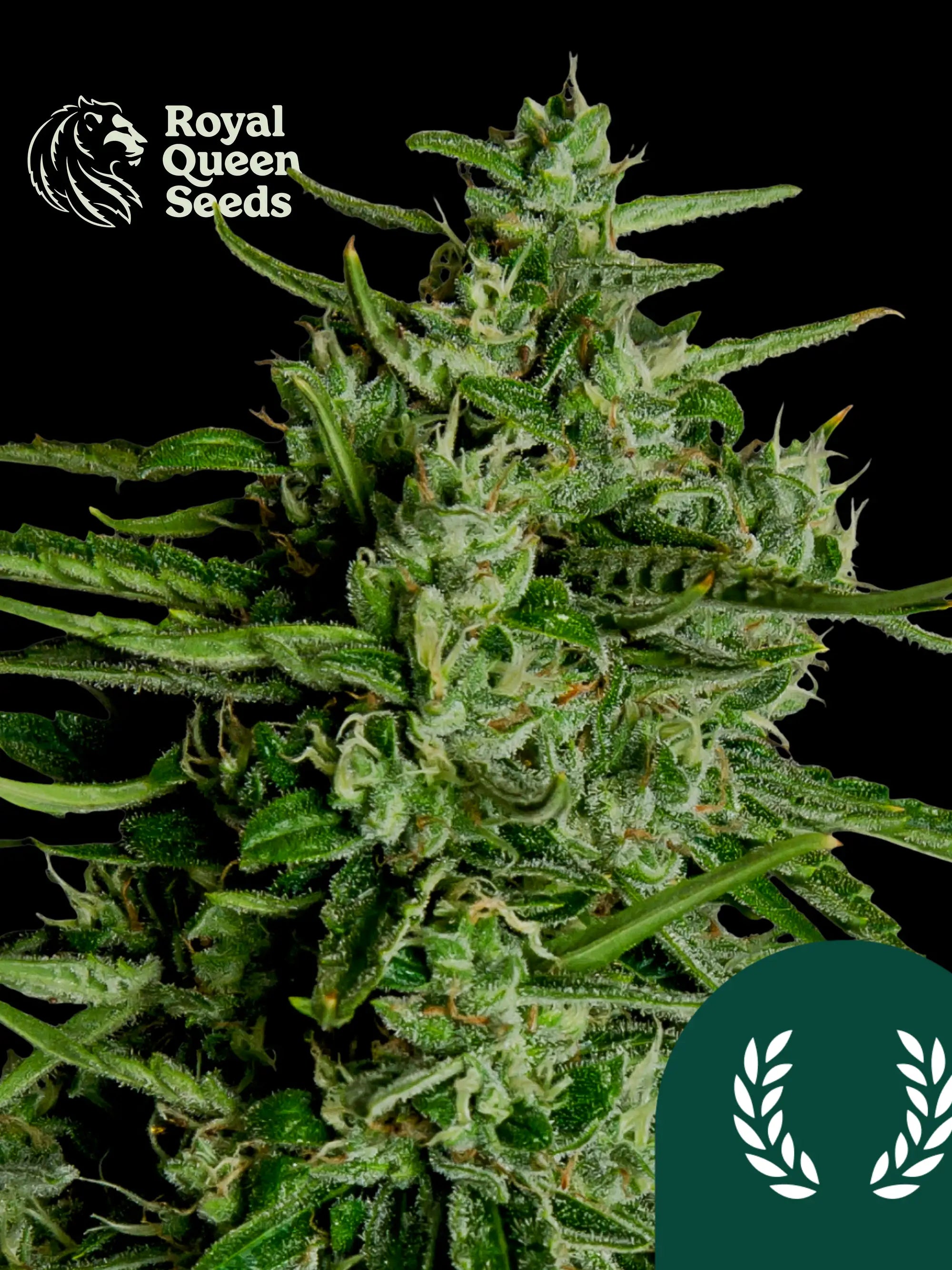 Titan F1 von Royal Queen Seeds – kraftvoller Autoflower F1 Hybrid mit 24 % THC, süß-zitrischem Aroma und kompaktem, harzreichem Wuchs.