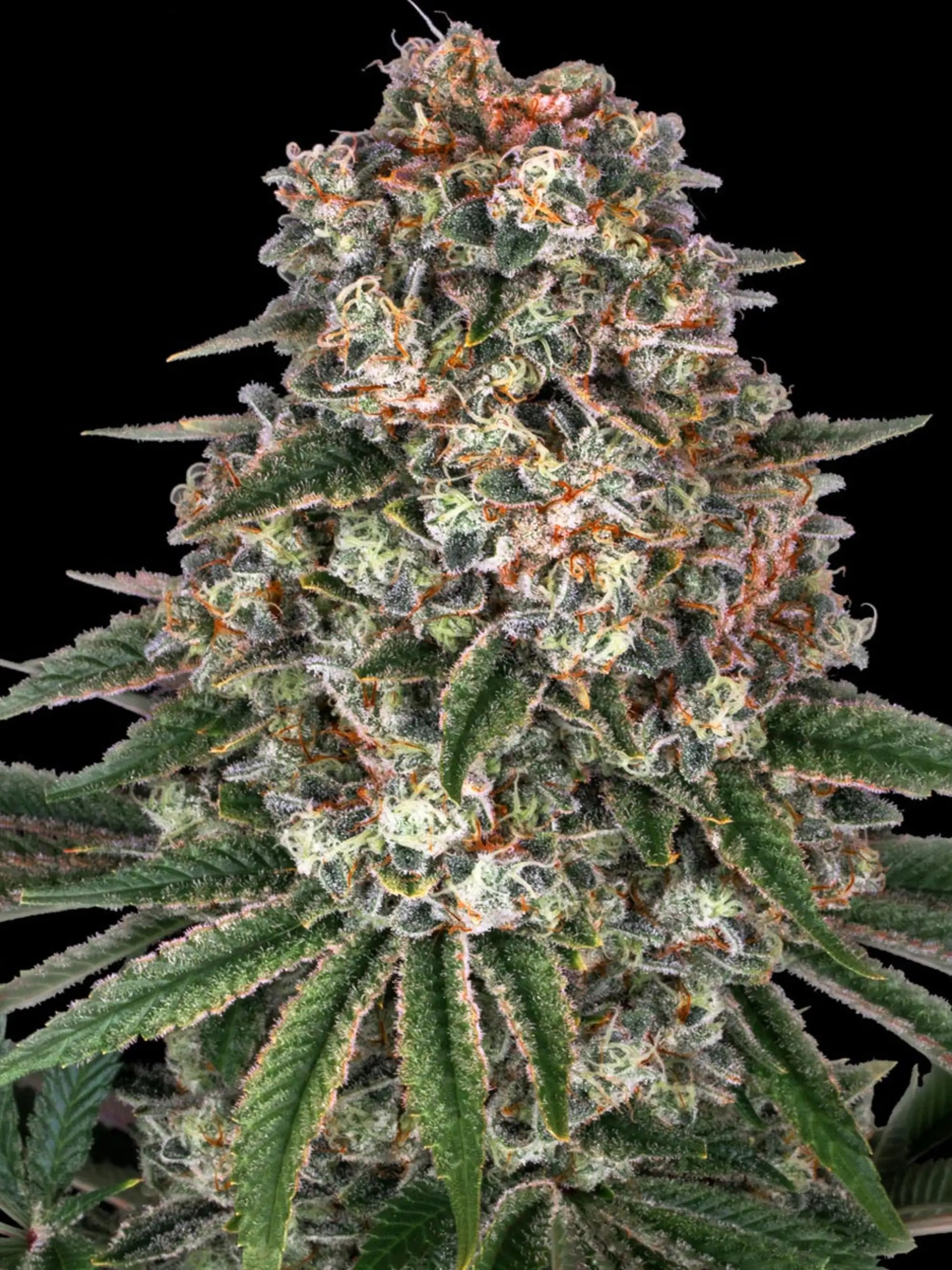 Barney’s Farm Tropicanna Banana feminisierte Cannabissamen – Hybrid aus Tropicanna und Banana Kush, tropisch-süßes Aroma mit Noten von Banane, Zitrus und Erde, kräftiger Wuchs