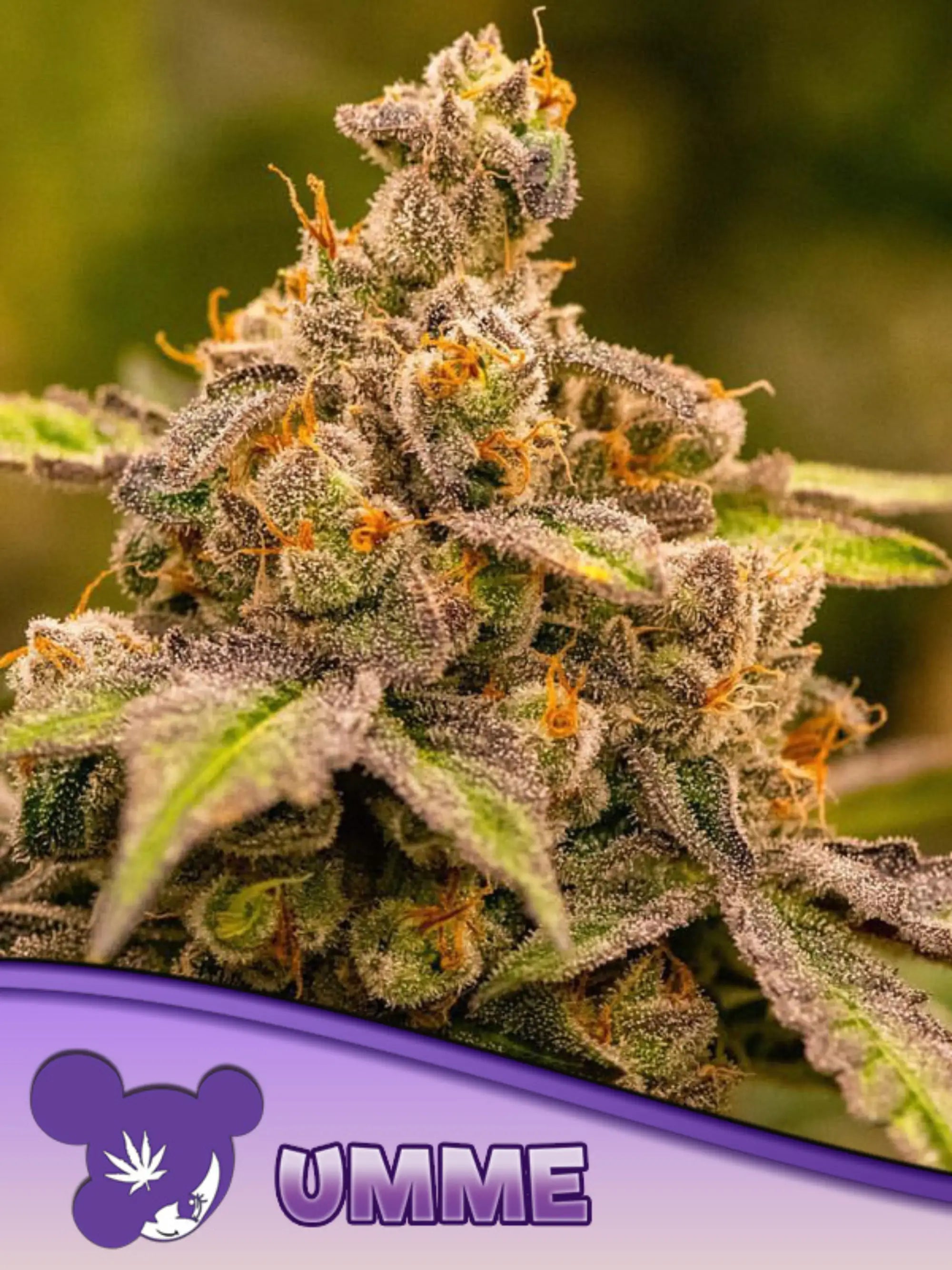 UMME Samen von Anesia Seeds – kompakte Autoflower-Pflanzensamen mit ausgewogener Genetik, ideal für Indoor- & Outdoor-Anbau