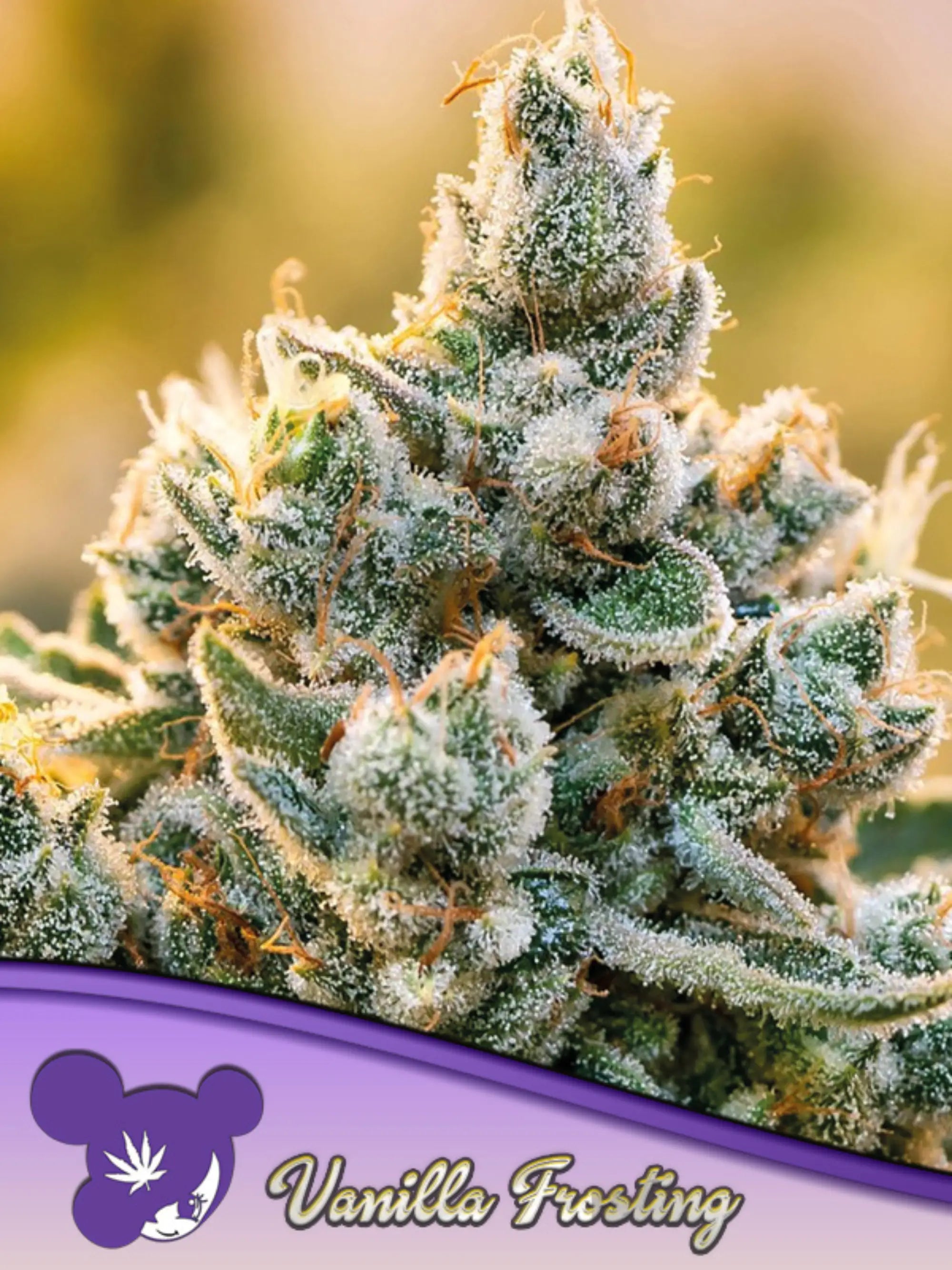 Vanilla Frosting feminisierte Cannabissamen von Anesia Seeds zur Sammlung und Erhaltung genetischer Vielfalt