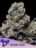 Violet Face Samen von Anesia Seeds – feminisierte Indica-dominante Sorte mit süßem Kirsch- und Traubenaroma, kompakt und ertragreich für Indoor & Outdoor