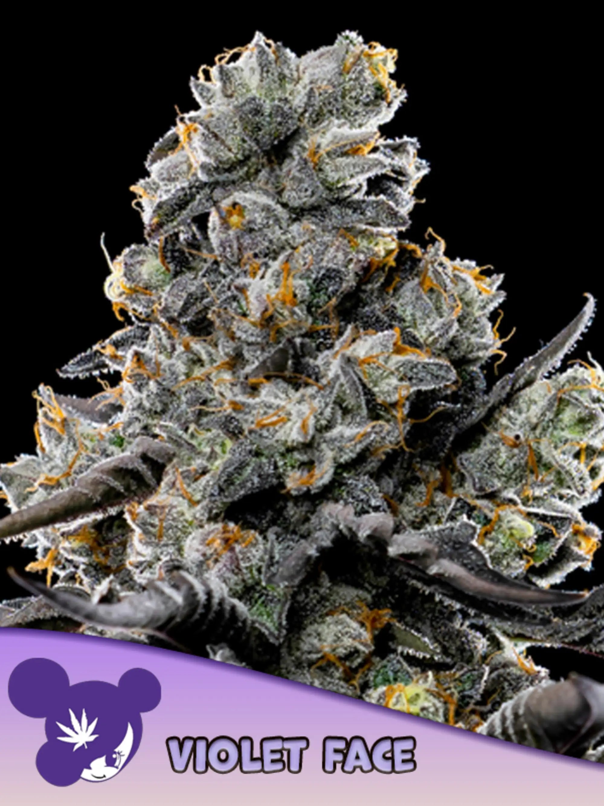 Violet Face Samen von Anesia Seeds – feminisierte Indica-dominante Sorte mit süßem Kirsch- und Traubenaroma, kompakt und ertragreich für Indoor & Outdoor
