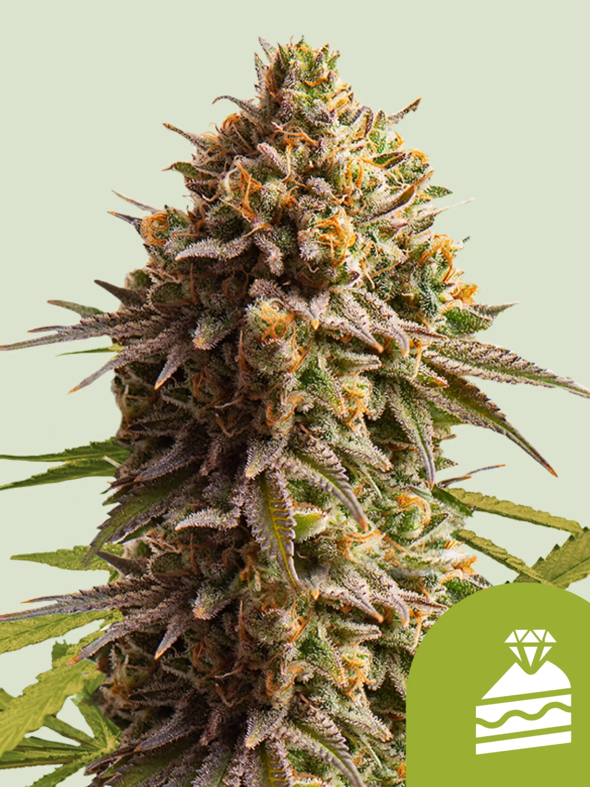 Wedding Cake Auto Cannabissamen von Royal Queen Seeds, kompakte Autoflower mit süßem Dessert-Aroma