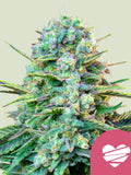 Wedding Crasher feminisierte Cannabissamen von Royal Queen Seeds mit Dessert-Geschmack