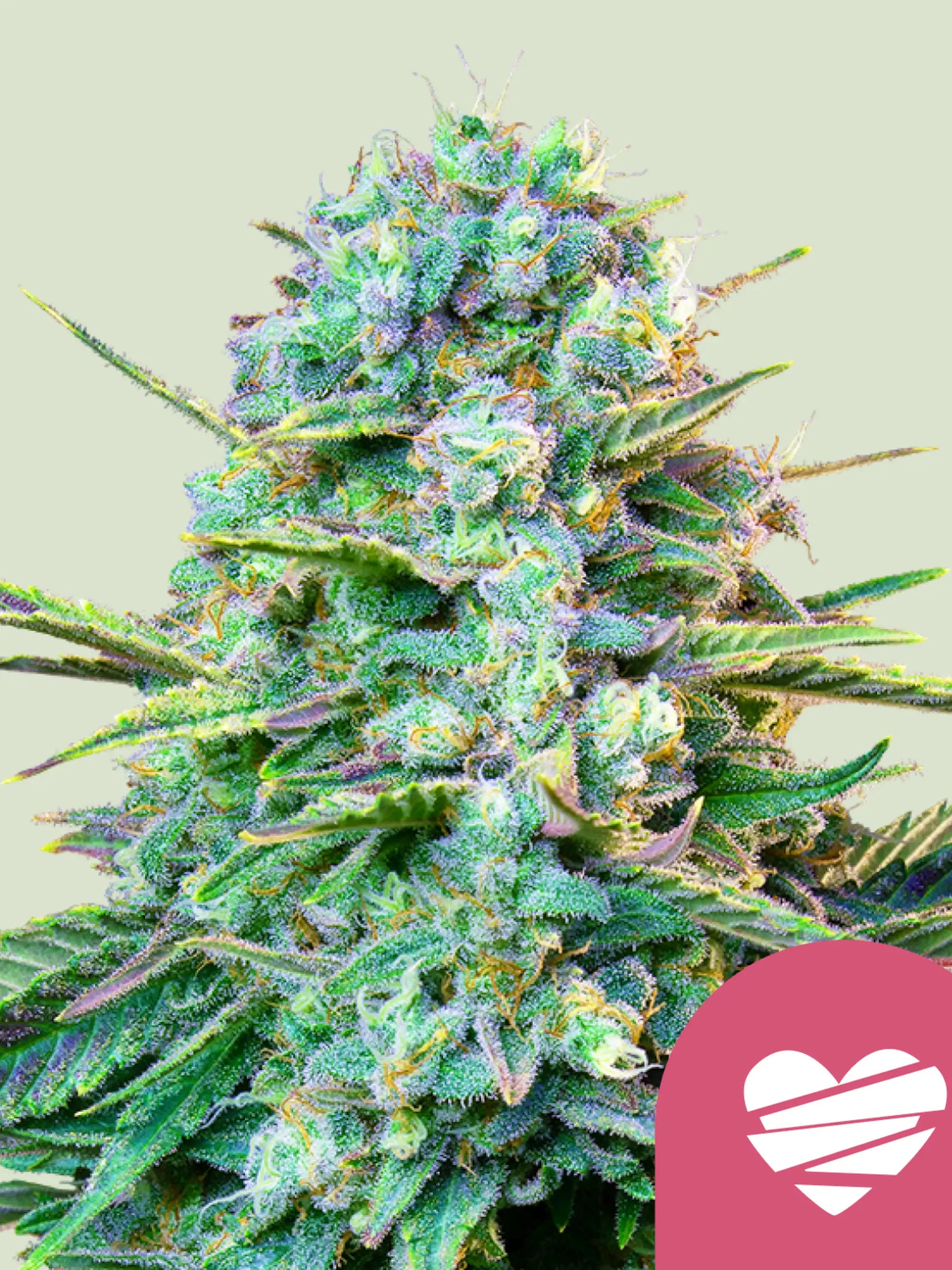 Wedding Crasher feminisierte Cannabissamen von Royal Queen Seeds mit Dessert-Geschmack