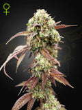 West Coast OG x Gelato 41 Auto Cannabis Samen von Green House Seed Co. – aromatische Autoflower mit erdig-süßem OG-Geschmack, hoher Potenz und ausgewogenem Effekt