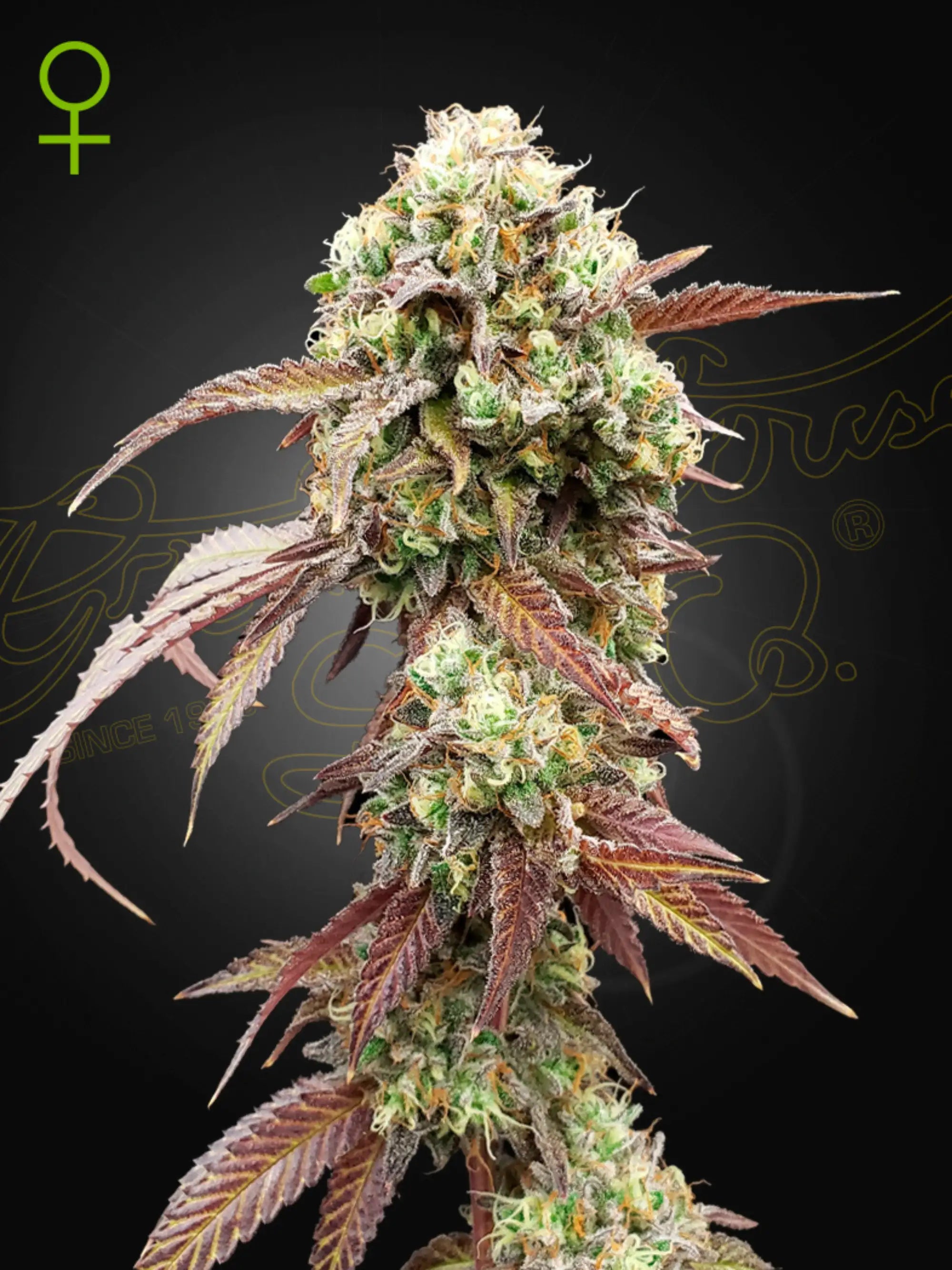 West Coast OG x Gelato 41 Auto Cannabis Samen von Green House Seed Co. – aromatische Autoflower mit erdig-süßem OG-Geschmack, hoher Potenz und ausgewogenem Effekt