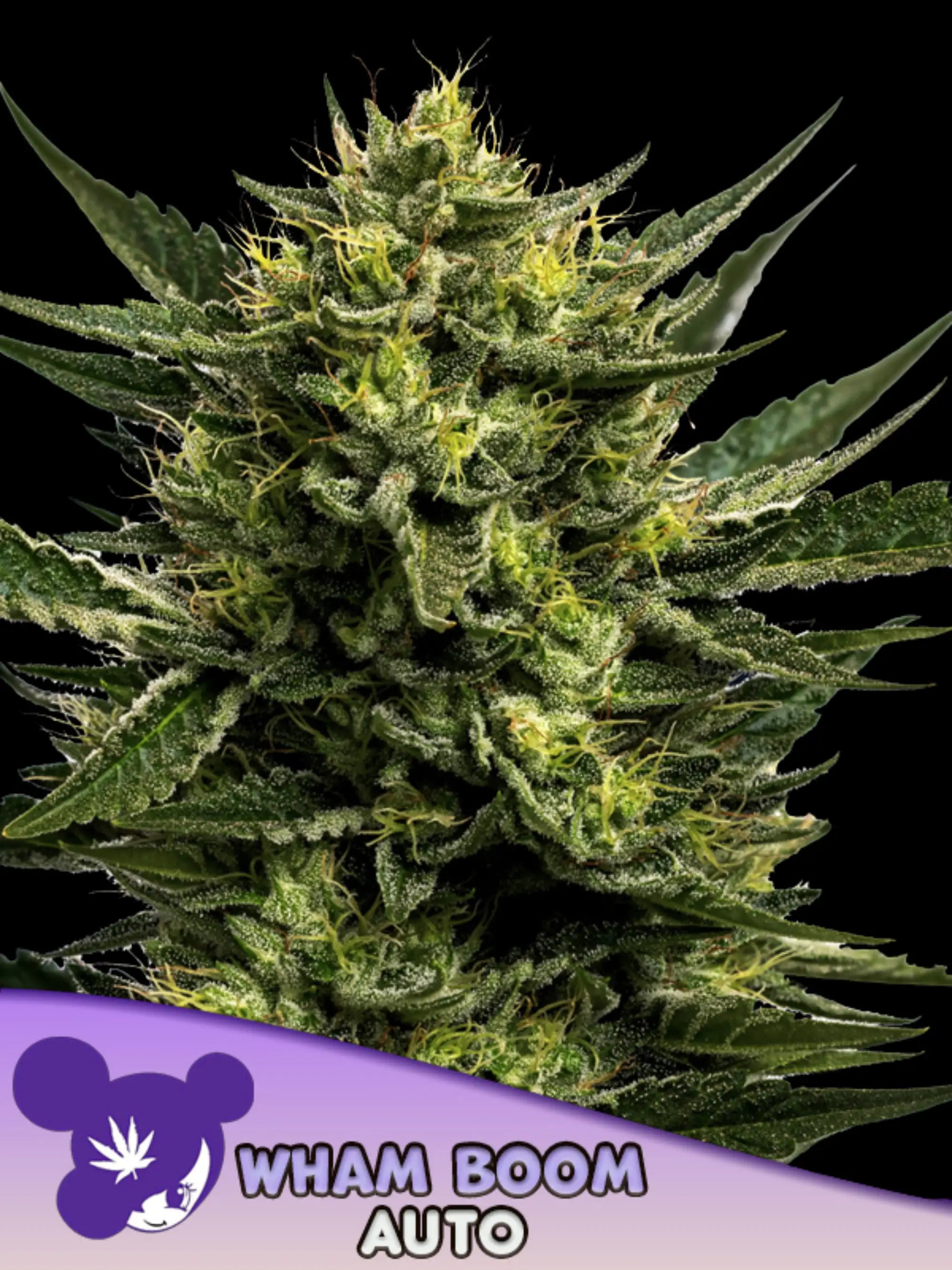 WHAM BOOM Auto von Anesia Seeds – kompakte Autoflowering-Sorte mit hoher Potenz und Vanille-Nuss-Aroma, für Sammler- und Forschungszwecke
