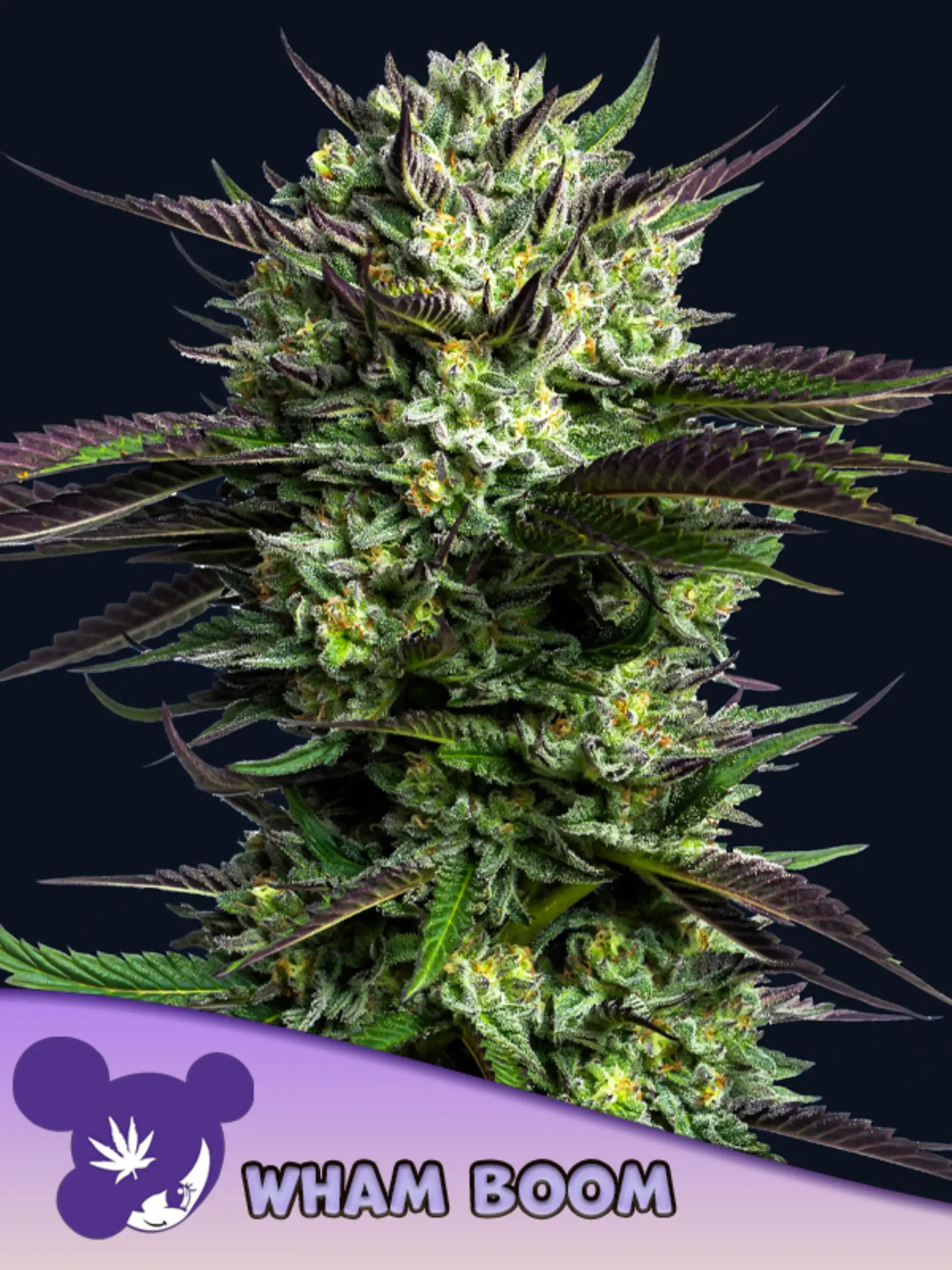 WHAM BOOM Samen von Anesia Seeds – feminisierte Hybride mit Vanille-Karamell-Aroma, kompakt und ertragreich, ideal für Indoor- & Outdoor-Anbau