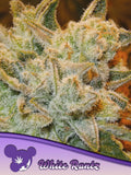 White Runtz Cannabissamen von Anesia Seeds – feminisierte Sammler-Genetik