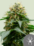 White Widow Regulär Cannabissamen von Royal Queen Seeds – klassische Genetik mit ausgewogenem Sativa-Indica-Profil