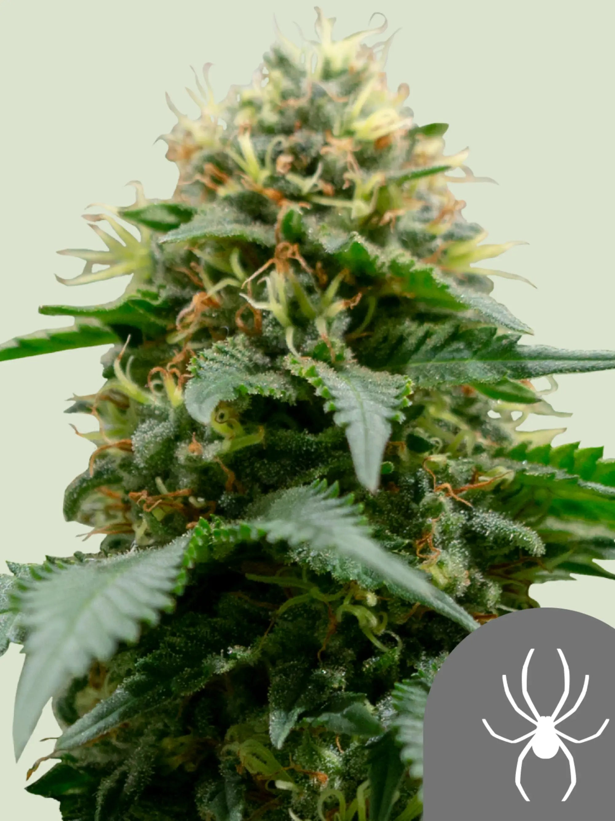 White Widow Regulär Cannabissamen von Royal Queen Seeds – klassische Genetik mit ausgewogenem Sativa-Indica-Profil