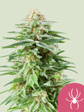 White Widow feminisierte Cannabissamen mit klassischer S1-Genetik von Royal Queen Seeds
