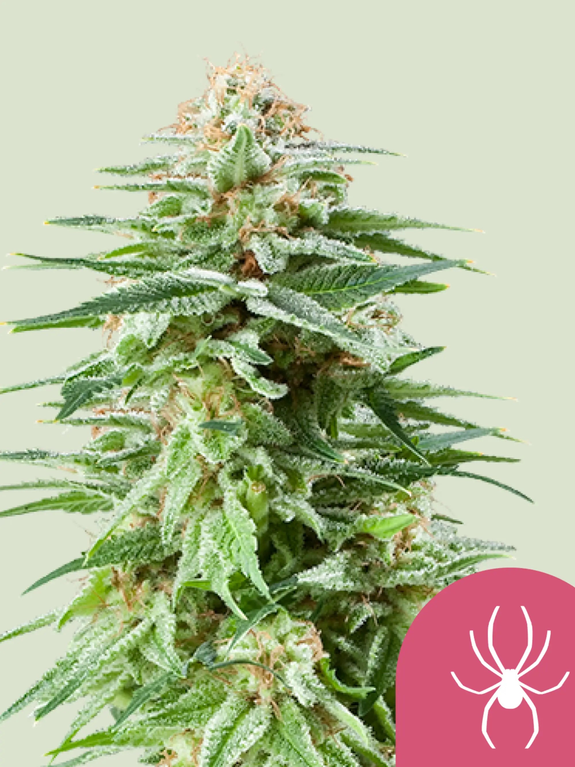 White Widow feminisierte Cannabissamen mit klassischer S1-Genetik von Royal Queen Seeds