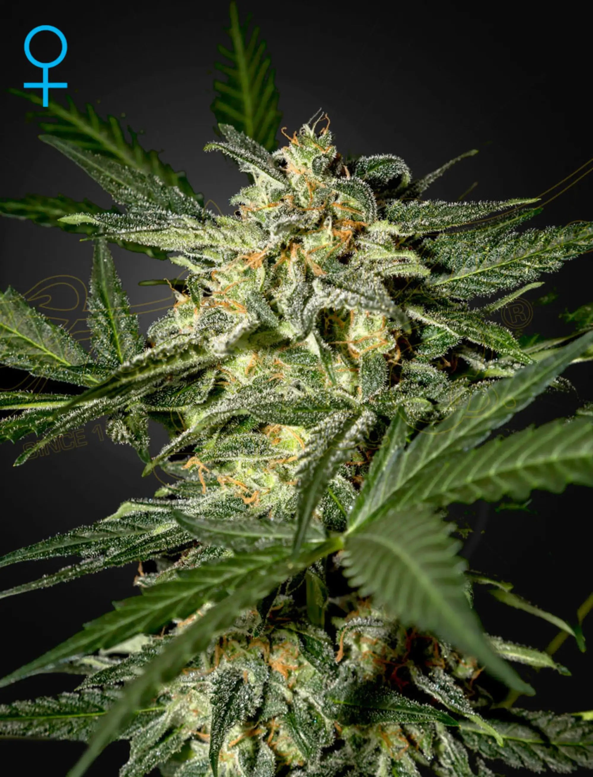 White Widow Auto Samen von Green House Seed – autoflowering Pflanzensamen für Indoor- und Outdoor-Anbau, kompakte Pflanzen mit schneller Blüte