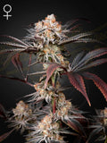 Wonder Pie Samen von Green House Seed – Kreuzung Wedding Cake × OG Kush, robuste Pflanzensamen für Indoor- & Outdoor-Anbau