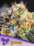 Yuhbary Cannabissamen von Anesia Seeds – feminisierte Sorte für Sammlerzwecke