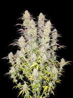 Kompakte Autoflower-Pflanze mit stabiler Struktur, kräftigem Wachstum und hoher Ertragsleistung.