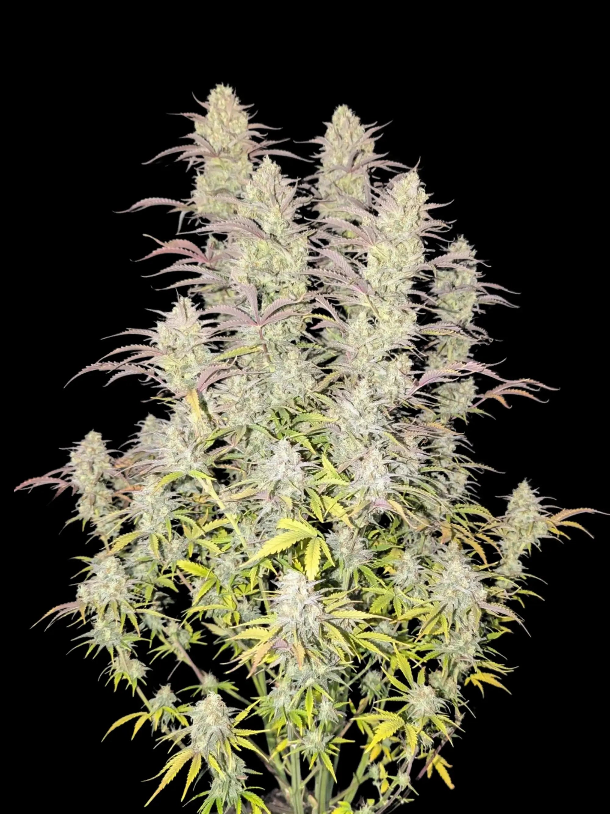 Kompakte Autoflower-Pflanze mit stabiler Struktur, kräftigem Wachstum und hoher Ertragsleistung.