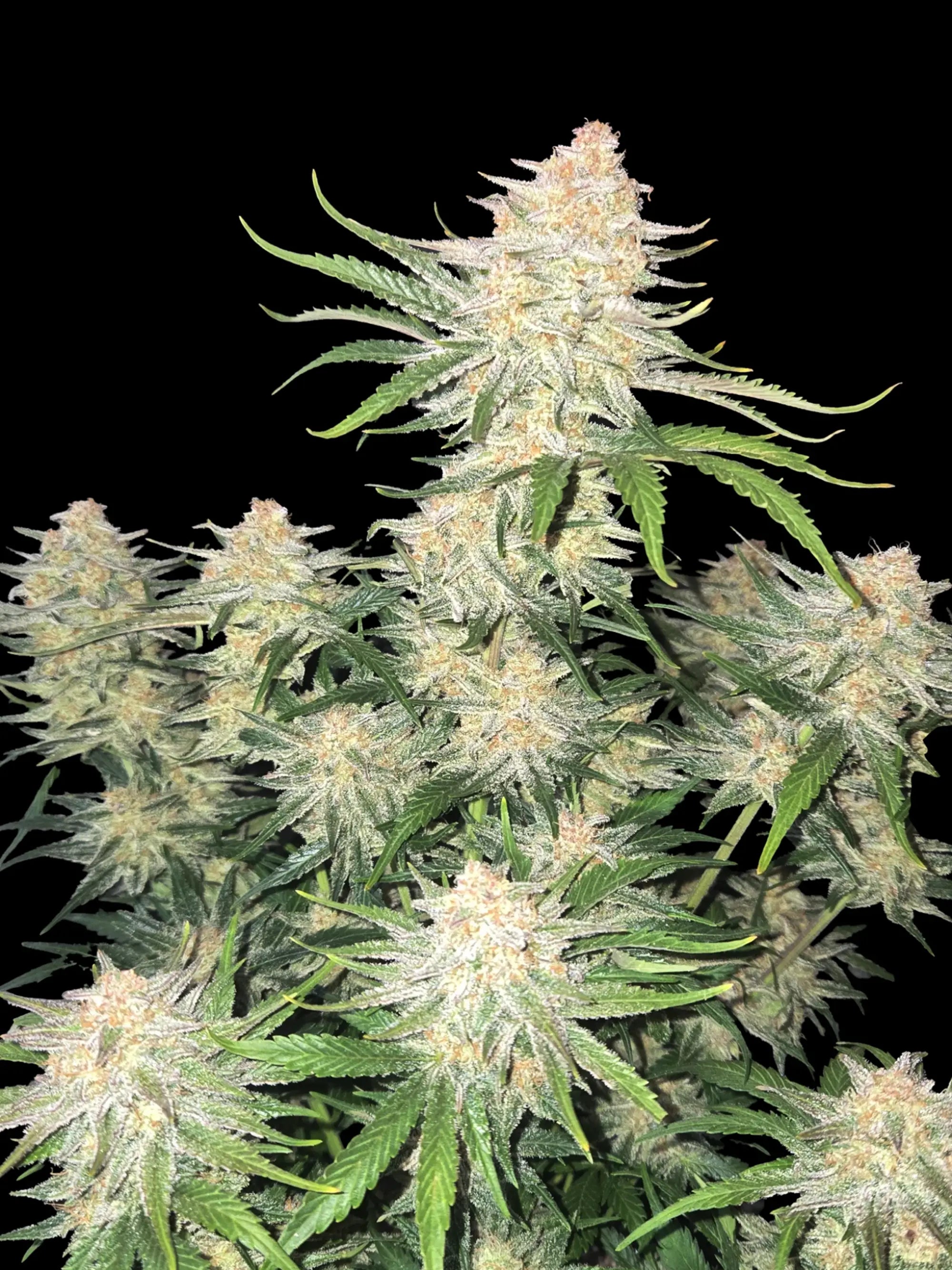 Autoflower-Genetik mit intensiver Harzbildung und ausgeprägtem, modernen Aromaprofil.