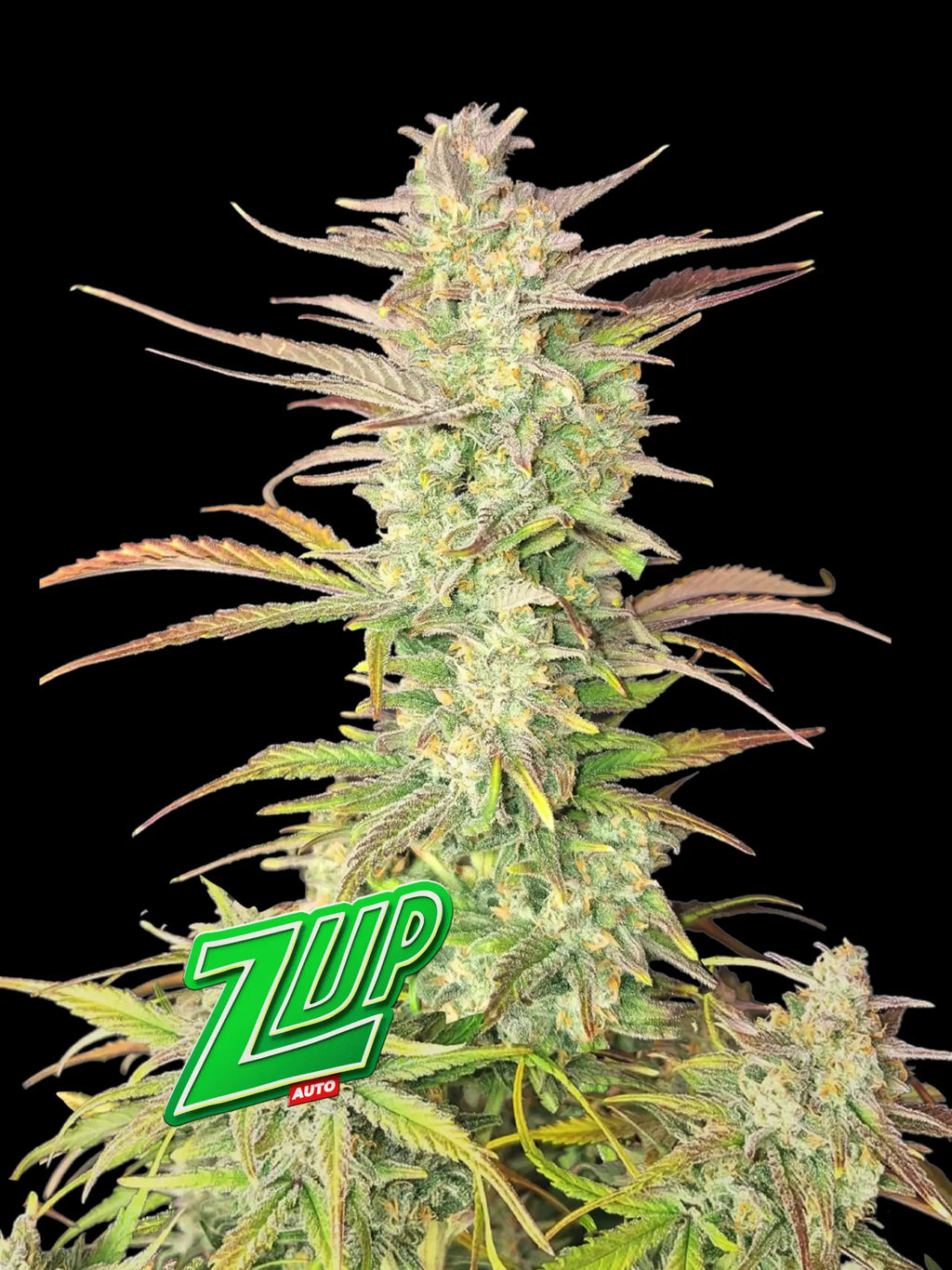 Moderne Autoflower-Genetik mit hohem THC-Gehalt, sativadominierter Wirkung und innovativem Terpenprofil.
