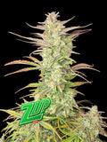 Moderne Autoflower-Genetik mit hohem THC-Gehalt, sativadominierter Wirkung und innovativem Terpenprofil.