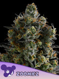 Feminiserte Zoomiez Samen von Anesia Seeds