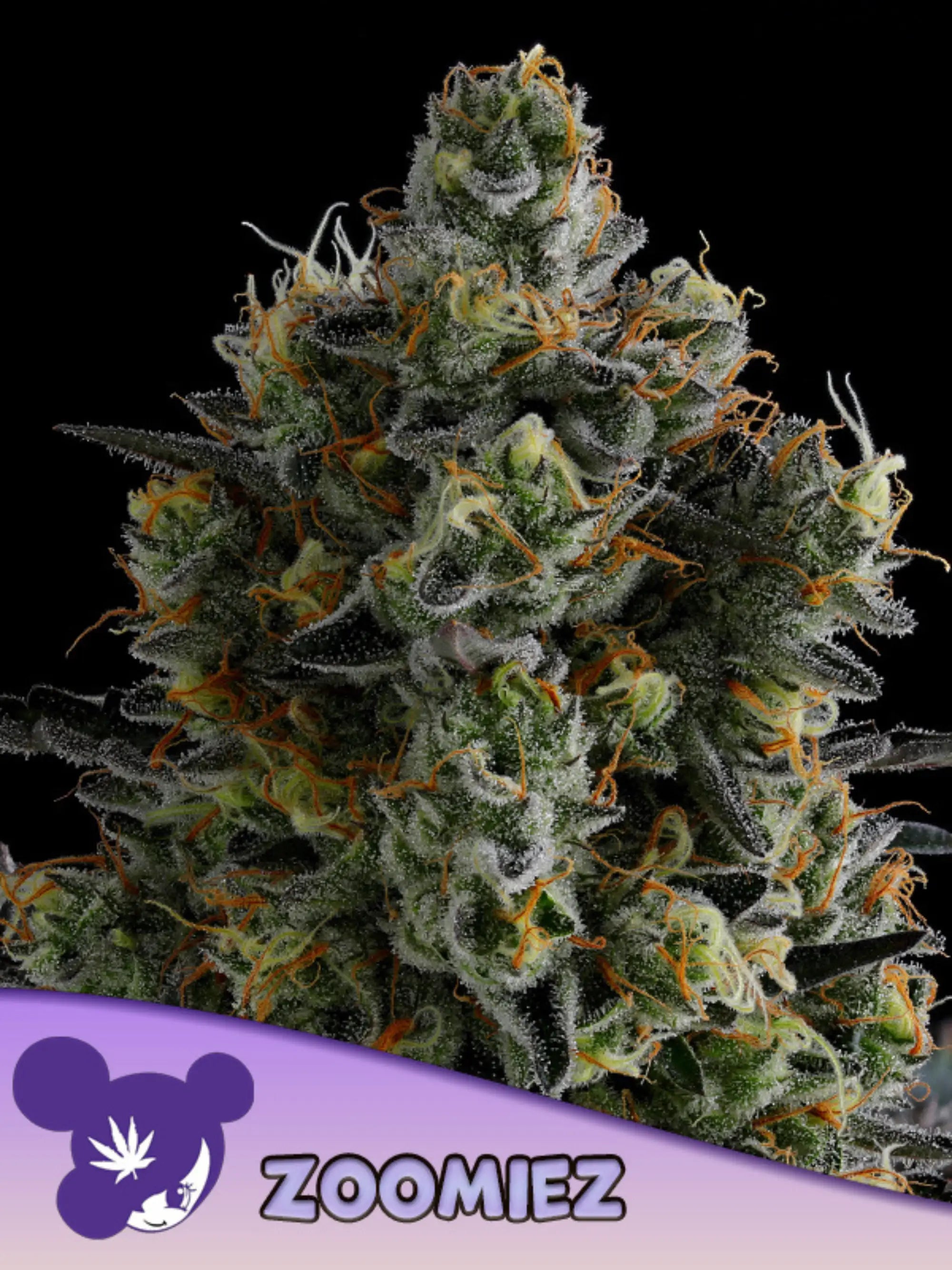 Feminiserte Zoomiez Samen von Anesia Seeds