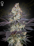 Ztrawberry feminisierte Cannabissamen von Green House Seed Co., Indica-dominanter Hybrid aus Runtz x A.M.S mit süß-fruchtigem Aroma